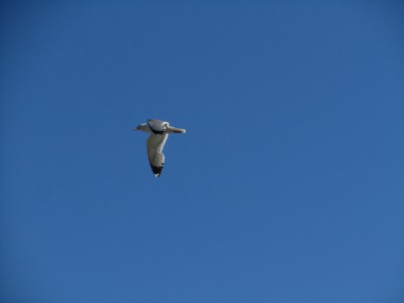 ΠΕΤΑΜΕ ΕΛ ΕΥΘΕΡΟΙ....!!!!!!!