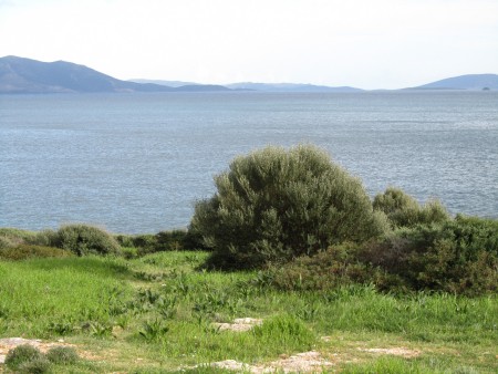 ΣΧΙΝΙΑΣ. ΕΥΛΟΓΙΑ ΘΕΩΝ.