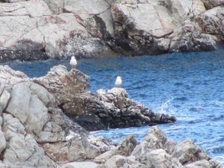 ΣΧΙΝΙΑΣ.ΘΕΙΚΗ ΑΡΜΟΝΙΑ ΚΑΙ ΟΜΟΡΦΙΑ.